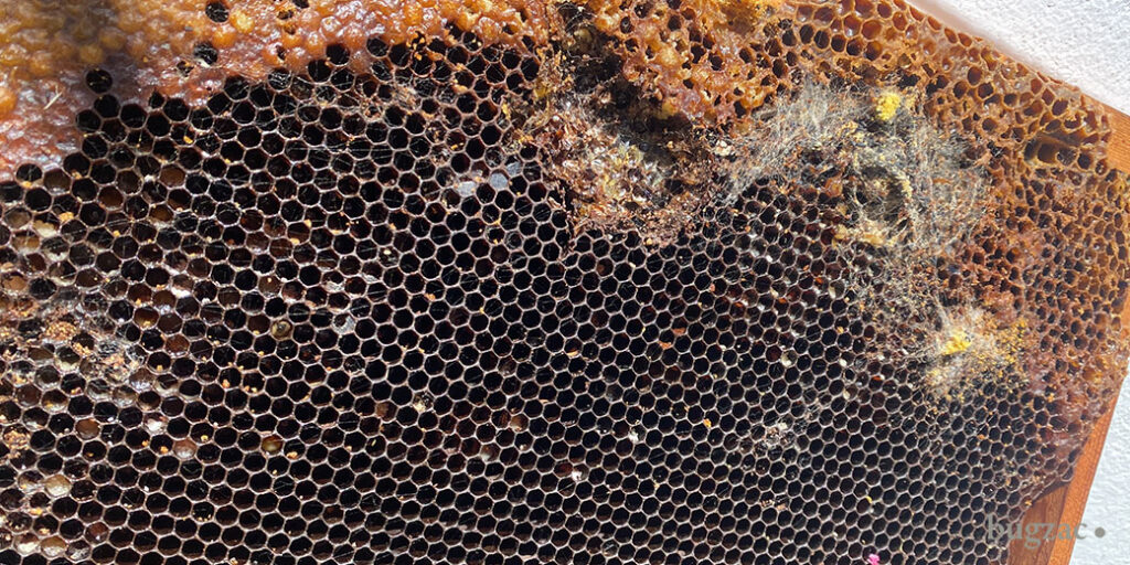 Favo infestato dalla tarma della cera