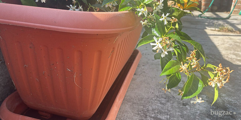 Acqua stagnante in sottovaso