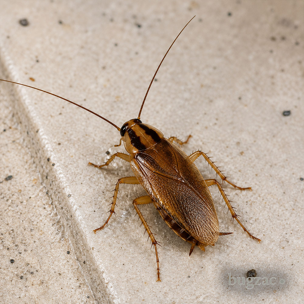 Blattella Germanica