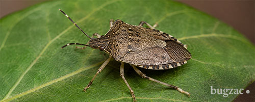 Cimice Asiatica