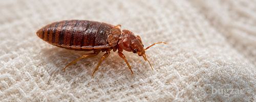 Cimice dei letti
