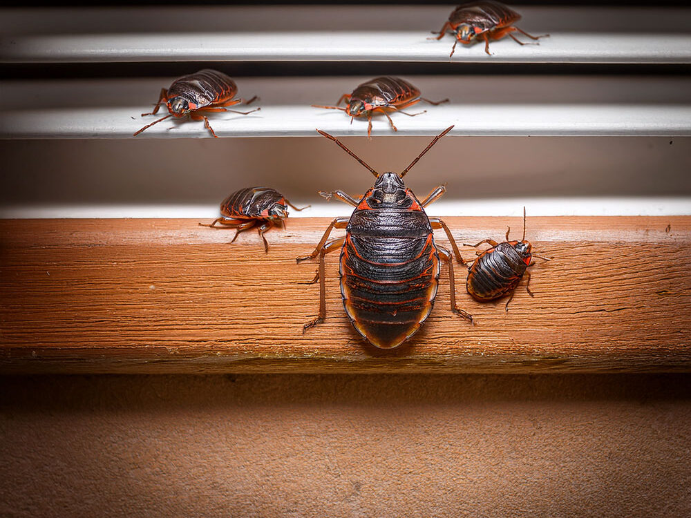 Cimice Asiatica: cos’è, dove vive e perchè entra in casa