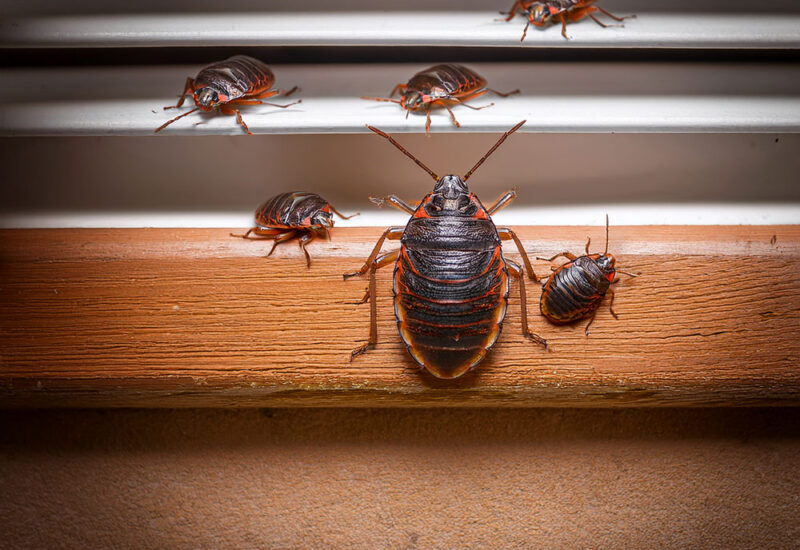 Cimice Asiatica: cos’è, dove vive e perchè entra in casa