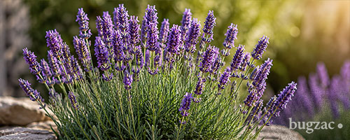 Lavanda: pianta che tiene lontane le zanzare