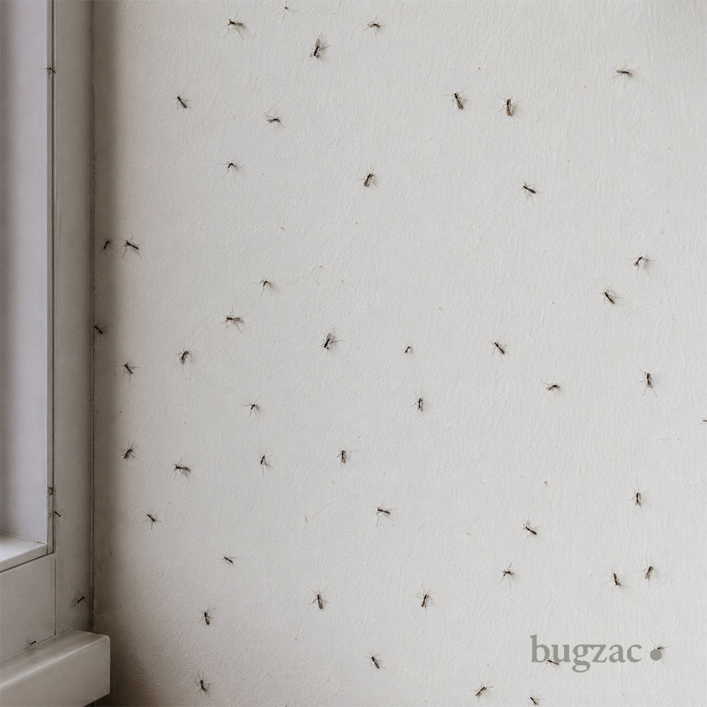 Tante Zanzare su muro di casa