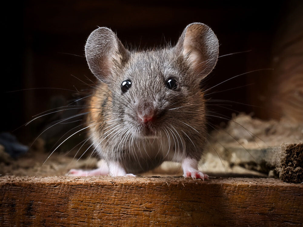 Topi: guida completa per riconoscerli, prevenirli ed eliminarli