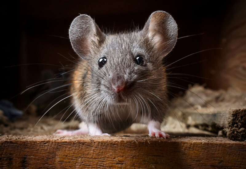 Topi: guida completa per riconoscerli, prevenirli ed eliminarli