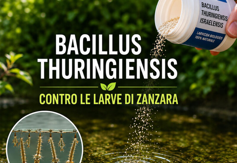 Bacillus thuringiensis: il metodo biologico per eliminare le larve di zanzara