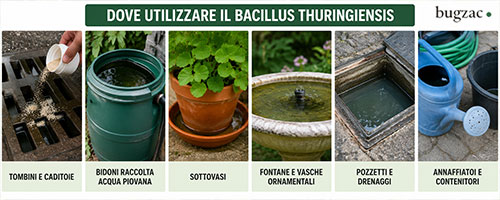 Dove utilizzare il Bacillus Thuringiensis per eliminare larve di zanzara